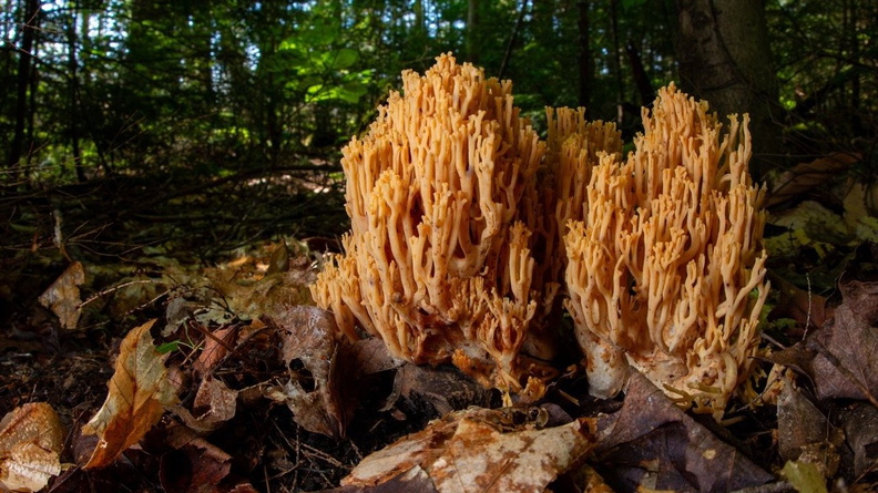 Coral Fungus, Algonquin Provincial Park, ON, Canada